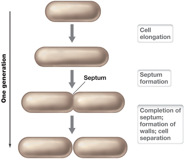 <ul><li><p><span><em>time required for microbial cells to double in number</em></span></p><ul><li><p><span><em>Differs for microbes and varies depending on conditions</em></span></p></li><li><p><span><em>example: Escherichia coli = 20 minutes</em></span></p></li></ul></li></ul><p></p>