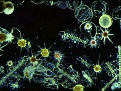 <p>photosynthetic algae found near the surface of the ocean</p>