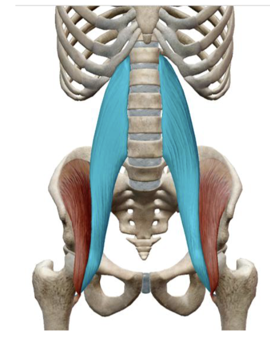 <p>which muscle and action is this </p>