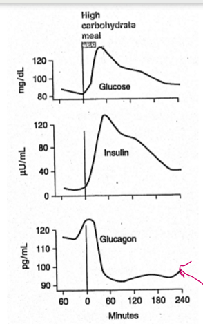 <p>glucose and insulin levels increase, but decreases glucagon</p>