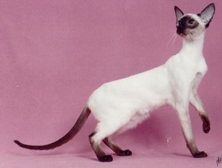 <p>Siamese</p>