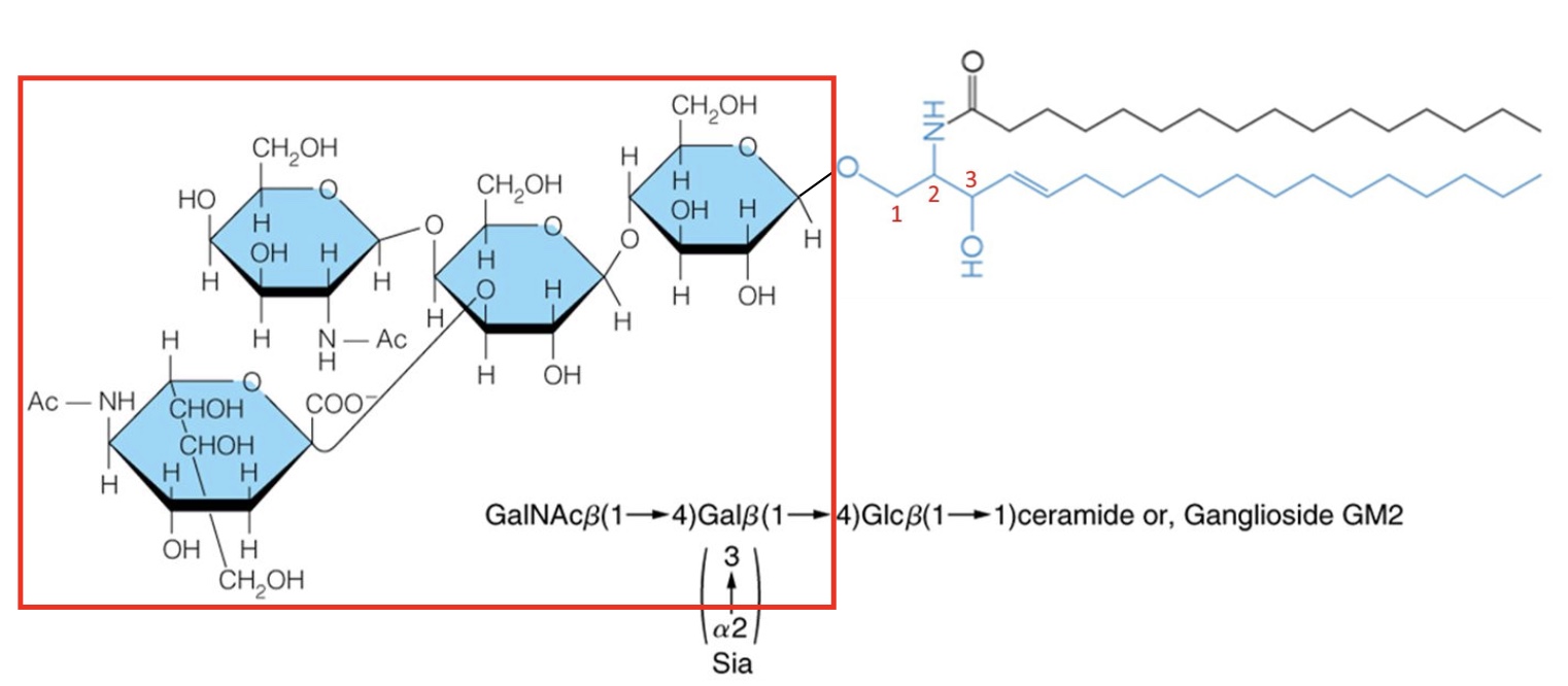 <p>Ganglioside (glycosphingolipid)</p>