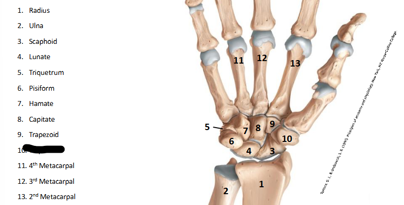 <p>What are the landmarks within <strong>Wrist/Hand?</strong></p>