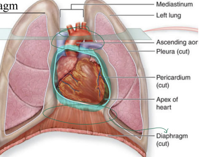 <ul><li><p>Fibrous sac that contains the heart</p></li></ul><p></p><ul><li><p><strong>Functions:</strong></p><ul><li><p>Restricts heart’s movement within thorax, so it does NOT move from thorax</p></li><li><p>Prevents overflow (by restricting how expansive the heart can be)</p></li></ul></li></ul><p></p><ul><li><p><strong>Location:</strong></p><ul><li><p>attached </p><ul><li><p><strong>superior </strong>to large vessels leaving heart</p></li><li><p><strong>inferior </strong>to diaphragm </p></li></ul></li></ul></li></ul><p></p>