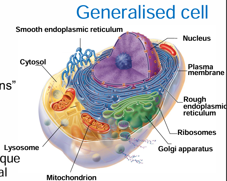 <ul><li><p>Plasma membrane</p></li><li><p>Cytoplasm</p></li><li><p>Nucleus</p></li></ul><p></p>