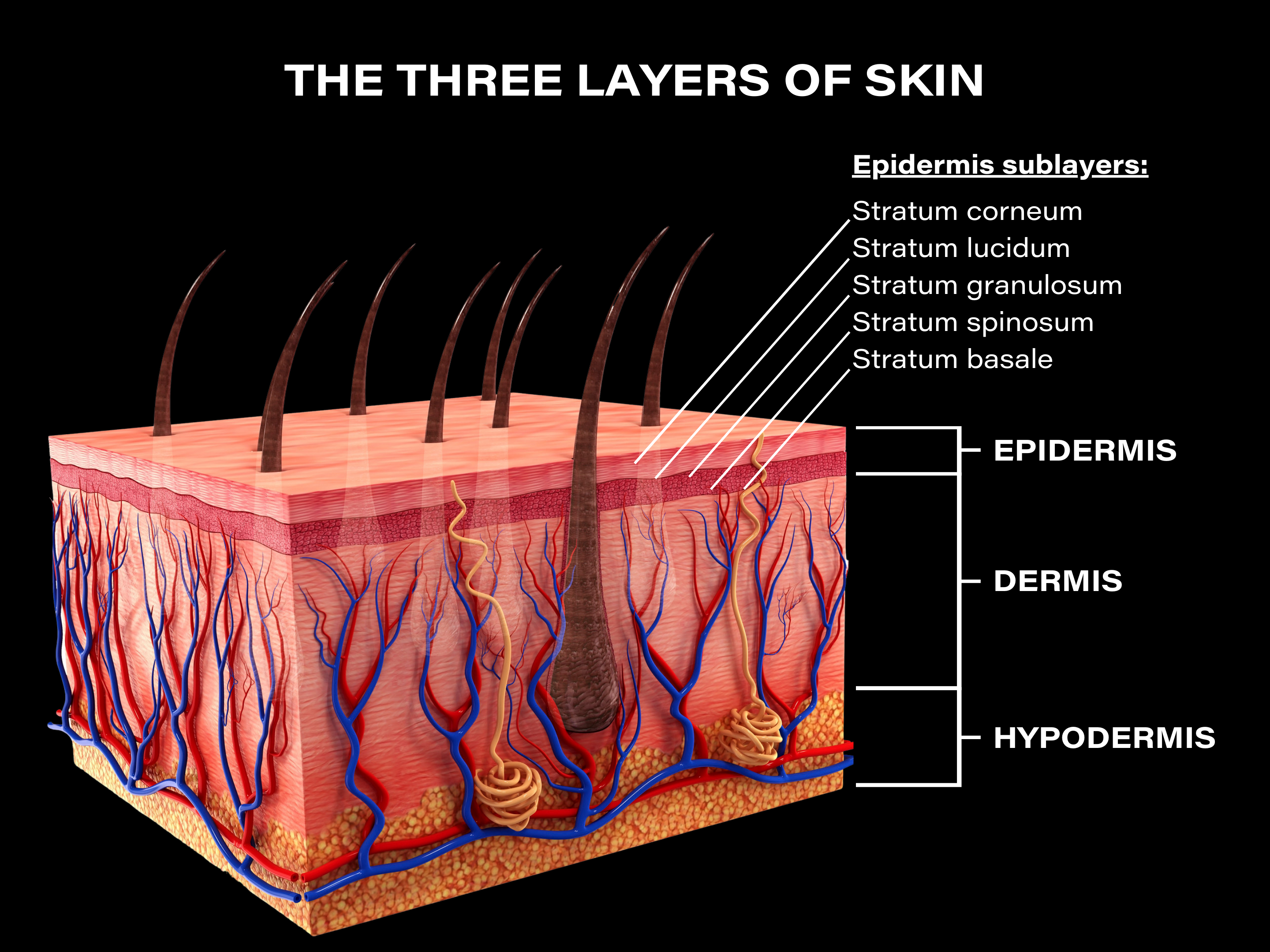 <p>take on a flattened appearance and accumulate lipid-filled vesicles called lamellar bodies</p><p></p>