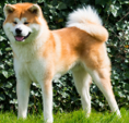 <p>welk type hond is dit</p>