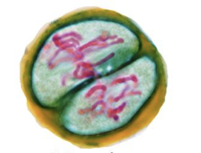 <p>chromosomes are in the middle in a single file line</p>