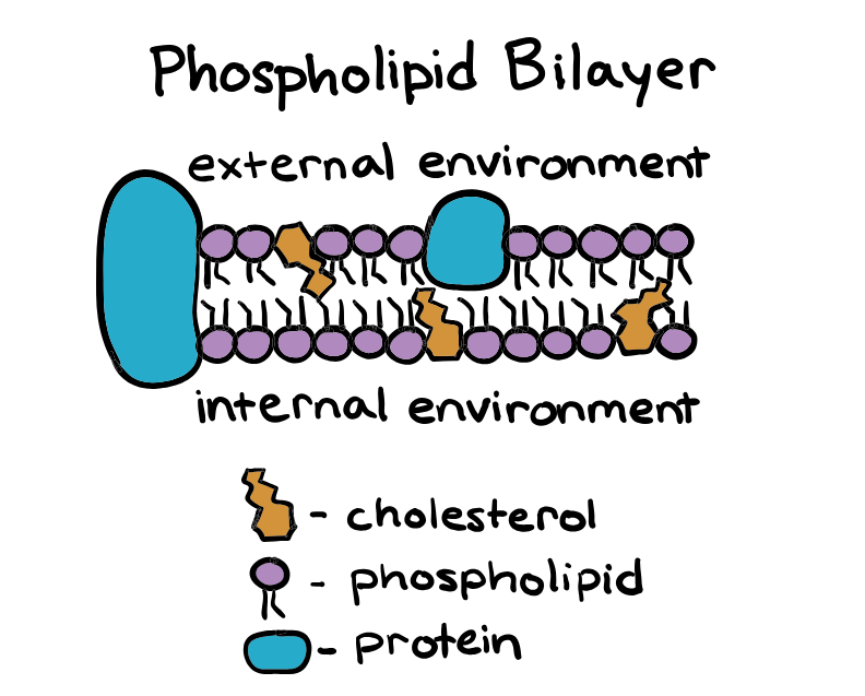 <p>SELECTIVELY PERMEABLE</p>
