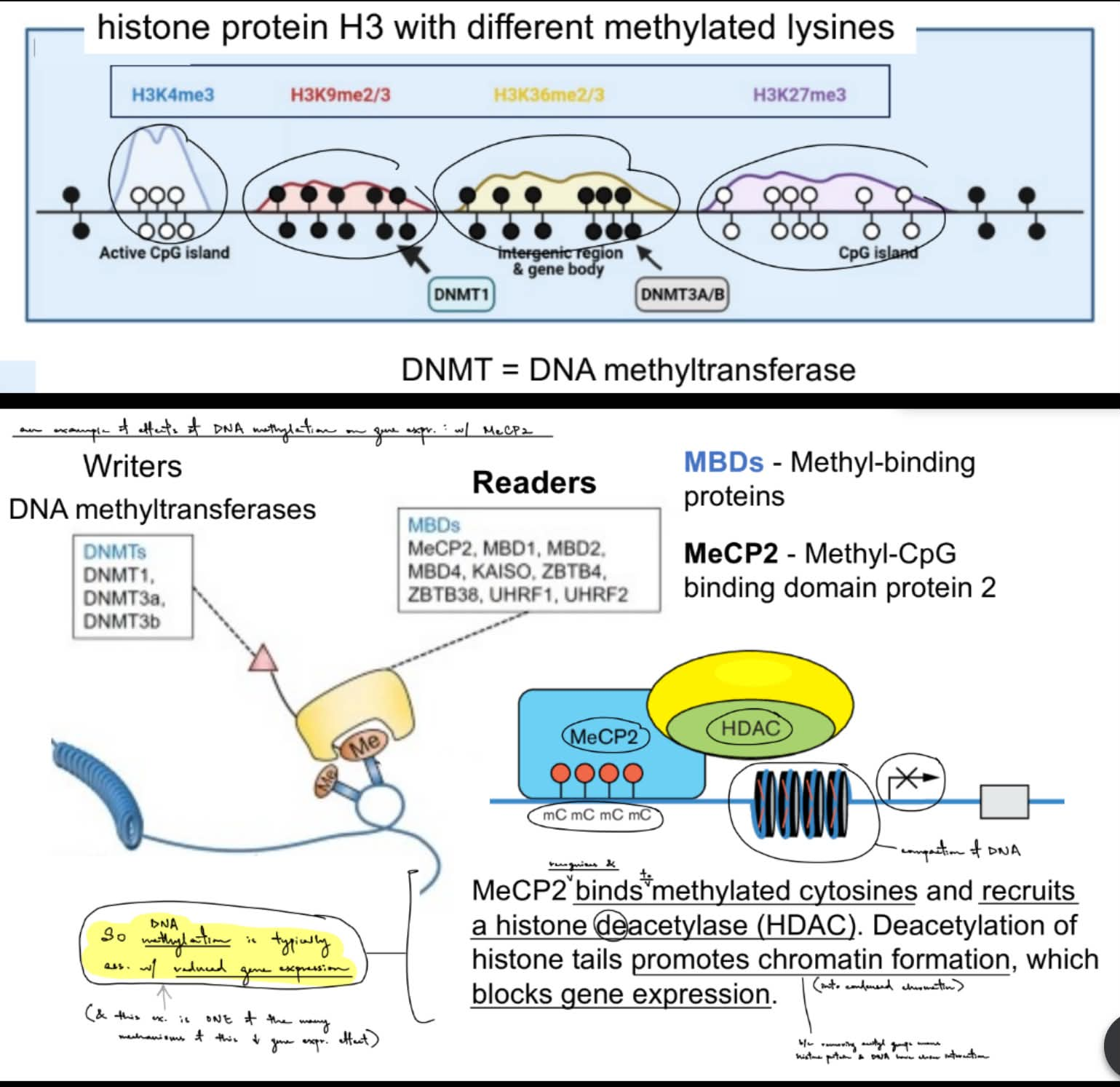 <p>want to keep transposons methylated to prevent <u>destabilizing</u> the genome & <u>misregulation</u> of gene expression</p><p>_______________________________</p><p>gene expression is regulated by a combination of <u>DNA methylation & histone tail modifications</u></p><ul><li><p>where some histone tail mod. are enriched/located in <u>methylated</u> DNA, while other histone mod. are enriched/located in <u>unmethylated</u> DNA</p><ul><li><p>SO we <mark data-color="red" style="background-color: red; color: inherit;">can’t assume that methylation of histone proteins will correlate with </mark><u><mark data-color="red" style="background-color: red; color: inherit;">increase</mark></u><mark data-color="red" style="background-color: red; color: inherit;"> or </mark><u><mark data-color="red" style="background-color: red; color: inherit;">decrease</mark></u><mark data-color="red" style="background-color: red; color: inherit;"> in gene expression, specifically can result in </mark><u><mark data-color="red" style="background-color: red; color: inherit;">blocking</mark></u><mark data-color="red" style="background-color: red; color: inherit;"> or </mark><u><mark data-color="red" style="background-color: red; color: inherit;">recruiting</mark></u><mark data-color="red" style="background-color: red; color: inherit;"> enzymes to modify DNA + histone proteins</mark></p></li></ul></li></ul><p>…</p><p>(pic)</p><ul><li><p>DNA methylation & histone mod. (H3K36me2) will block the enzyme (PRC2 from methylating histones)</p></li><li><p>histone mod. (H3K36me2) will recruit enzyme (<mark data-color="purple" style="background-color: purple; color: inherit;">DNMT</mark>3A), which methylates DNA</p></li></ul><p>____</p><p><u>(in this ex. w/ MeCP2:)</u></p><p>methylation of DNA by <u>DNMT</u> (which is a “<strong><u>writer</u></strong>”) will be recognized by “<strong><u>readers</u></strong>” called <strong><u>MBD </u></strong><u>(methyl-binding proteins)</u>, specifically <strong><u>MeCP2</u></strong></p><ul><li><p><span style="color: rgb(193, 188, 188);">(in methylated DNA)</span> MeCP2 <u>recognizes & binds to methylated CpGs</u></p></li><li><p>MeCP2 recruits <strong><u>HDAC </u></strong><u>(</u><strong><u>histone </u></strong><u>deacetylase)</u></p></li><li><p>deacetylation of histone tail will <u>promote </u><strong><u>chromatin formation</u></strong> aka <mark data-color="blue" style="background-color: blue; color: inherit;">chromatin compaction/condensation</mark>, which <strong><u>blocks gene expression</u></strong></p></li></ul><p>→ SO <strong><mark data-color="red" style="background-color: red; color: inherit;">DNA methylation</mark></strong><mark data-color="red" style="background-color: red; color: inherit;"> is typically ass. w/ </mark><strong><u><mark data-color="red" style="background-color: red; color: inherit;">reduced</mark></u></strong><mark data-color="red" style="background-color: red; color: inherit;"> gene expression</mark></p><p><mark data-color="purple" style="background-color: purple; color: inherit;">^^ true: methylation of genomic DNA / DNA methylation will recruit </mark><strong><mark data-color="purple" style="background-color: purple; color: inherit;">chromatin remodelers</mark></strong><mark data-color="purple" style="background-color: purple; color: inherit;">, including </mark><u><mark data-color="purple" style="background-color: purple; color: inherit;">HDACs</mark></u></p><p>…</p><p>deacetylating histones via HDACs will <u>restore the “+” charge on lysine</u>, which <u>strengthens </u>the electrostatic attraction b/w histone & DNA → <u>promotes </u><strong><u>wrapping DNA around histones</u></strong> to get <u>chromatin compaction/condensation</u></p>