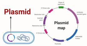 <p><strong><u>Key Features of a Plasmid Vector</u></strong></p><ul><li><p><span><strong>Origin of Replication (Ori):</strong> This is a specific DNA sequence where replication initiates, allowing the plasmid to replicate independently of the host's chromosomal DNA.</span></p><ul><li><p><span><strong>Importance:</strong> It dictates the plasmid's copy number (how many copies are present in a cell) and ensures the plasmid is passed on to daughter cells.</span></p></li></ul></li><li><p><span><strong>Selectable Marker (e.g., Antibiotic Resistance):</strong> A gene that allows for the selection of bacteria containing the plasmid, such as genes for resistance to antibiotics like ampicillin.</span></p><ul><li><p><span><strong>Importance:</strong> It ensures only bacteria holding the plasmid survive during the selection process, allowing for the identification of transformed cells.</span></p></li></ul></li><li><p><span><strong>Multiple Cloning Site (MCS) or Polylinker:</strong> A short, custom-designed region containing several unique recognition sites for different restriction enzymes.</span></p><ul><li><p><span><strong>Importance:</strong> It allows researchers to easily cut the plasmid and insert foreign DNA at a specific location, making it versatile for various cloning projects.</span></p></li></ul></li><li><p><span><strong>Promoter Region:</strong> A regulatory sequence that controls the transcription of the inserted gene, often driving expression.</span></p><ul><li><p><span><strong>Importance:</strong> It enables the host cell to transcribe the inserted gene into mRNA, which is essential if the goal is to produce a protein from that gene.</span></p></li></ul></li><li><p><span><strong>Small Size:</strong> Engineered to be small enough for efficient manipulation and high-copy amplification.</span></p><ul><li><p><span><strong>Importance:</strong> Smaller plasmids are easier to work with in the lab, easier to transfer into cells (transformation), and less likely to break (shear) during handling.</span> </p></li></ul></li></ul><p></p><p><strong><u>Summary of Importance</u></strong></p><ul><li><p><span><strong>Gene Cloning:</strong> They act as vehicles (vectors) to carry and insert DNA sequences into cells.</span></p></li><li><p><span><strong>Protein Production:</strong> They can contain promoters that drive high-level expression of proteins for therapeutic or industrial use.</span></p></li><li><p><span><strong>Stable Maintenance:</strong> Their ability to replicate autonomously ensures they are passed down through generations of bacteria, providing a stable system for research.</span></p></li><li><p><span><strong>Easy Manipulation:</strong> The small size and known sequence make them straightforward to modify.</span></p></li></ul><p></p>