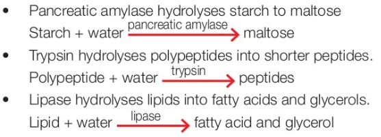 <ul><li><p>Pancreatic amylase hydrolyses <strong>starch into maltose</strong></p></li><li><p>Trypsin hydrolyses <strong>polypeptides into shorter peptides</strong></p></li><li><p>Lipase hydrolyses <strong>lipids into fatty acids and glycerols</strong></p></li></ul><p></p>