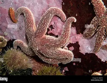 <ul><li><p><span><strong><br>Adaptability</strong>: Polar sea stars can thrive in extreme cold, with some species living in temperatures as low as -20°C (-4°F) and depths of up to 20,530 feet (9,000 meters).</span></p><p><strong>6</strong></p></li><li><p><span><strong>Habitat</strong>: They inhabit various marine environments, including polar seas, rocky shores, sea grass, kelp beds, and coral reefs.</span></p><p><strong>6</strong></p></li><li><p><span><strong>Diet</strong>: Polar sea stars are opportunistic feeders, primarily consuming benthic invertebrates and can also eat fish, sharks, manta rays, and other sea stars.</span></p><p><strong>6</strong></p></li><li><p><span><strong>Reproduction</strong>: They can reproduce sexually and asexually, with some species capable of regrowing lost or damaged limbs</span></p></li></ul><p></p>