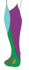 <p>saphenous nerve</p>