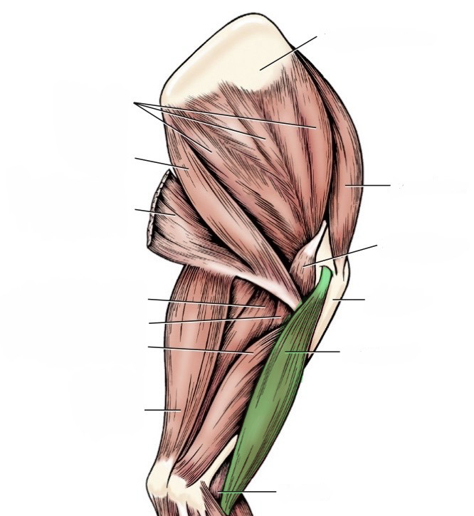 <p>action- flex elbow, extend shoulder</p><p>origin- scapular supraglenoid tubercle</p><p>insertion- ulnar &amp; radial tuberosities</p><p>innervation- musculocutaneous n.</p>