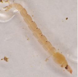 <p>Head capsule present; swims with an figure of eight (s-shaped) movement - can be quite active; prolegs at end of abdomen (also on first segment of thorax - but these often hidden); colour varied; size variable; can be very abundant</p>