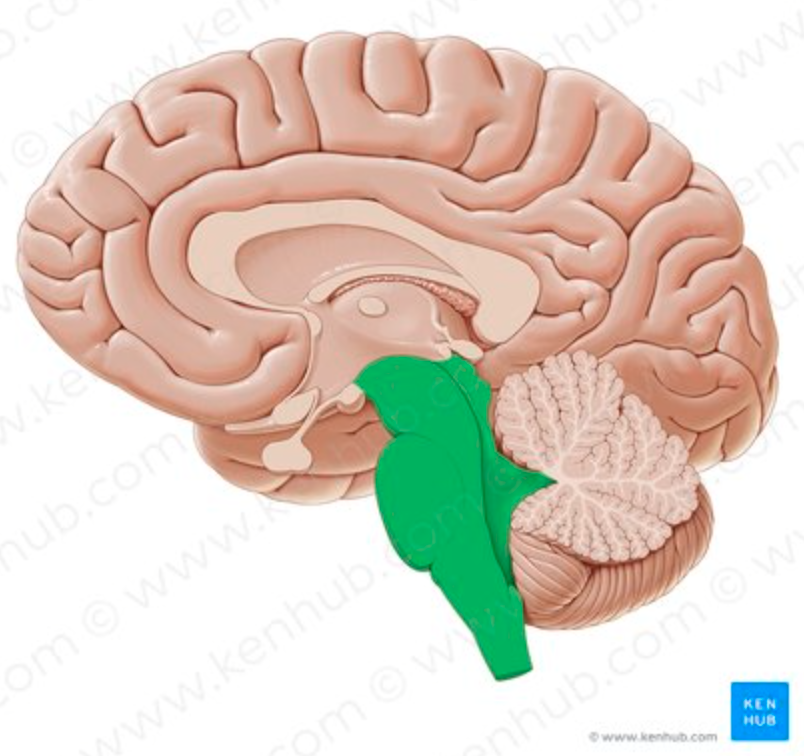 <p>What MAJOR BRAIN REGION contains PONS?</p>