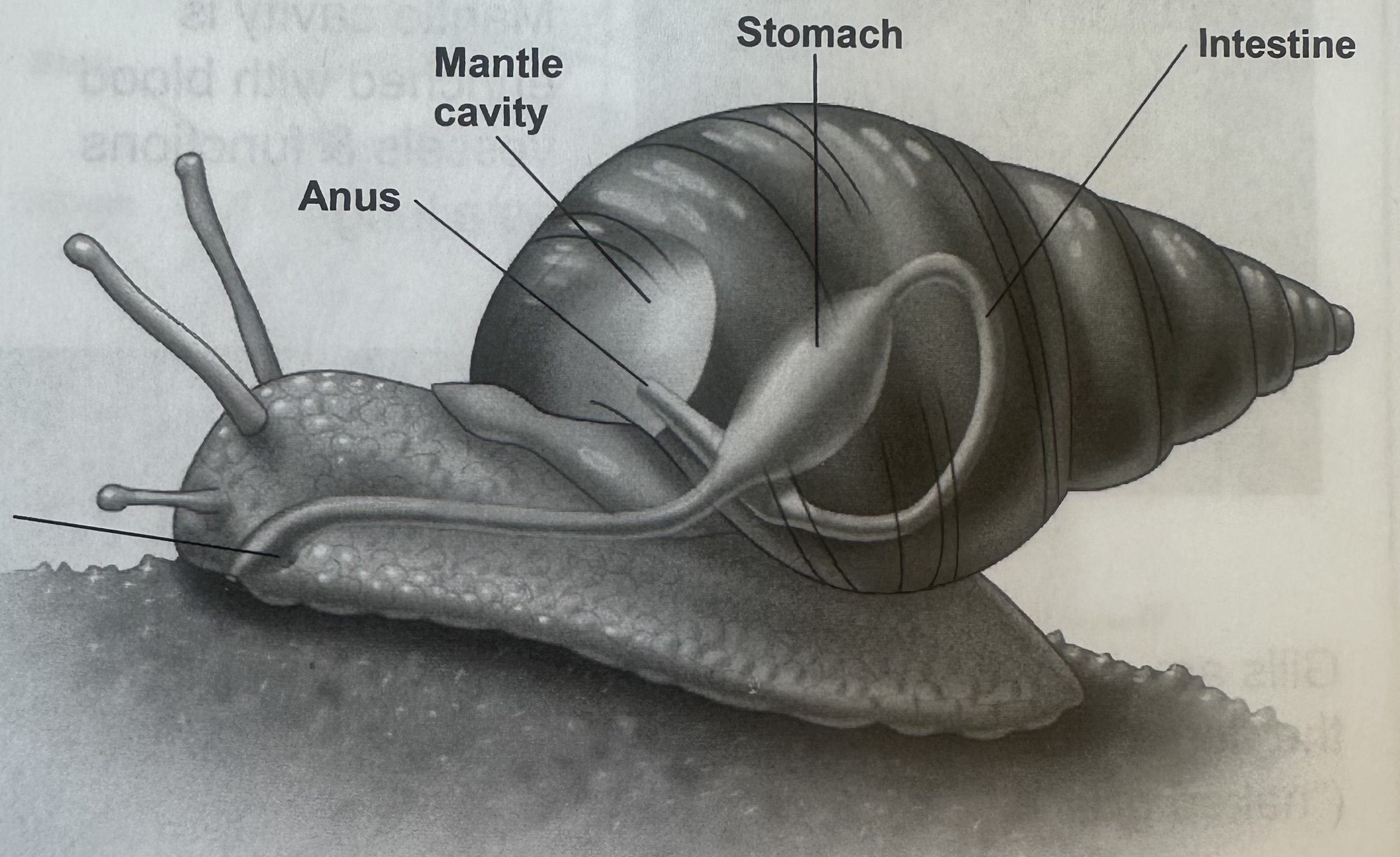 <p>Snails and slugs </p>