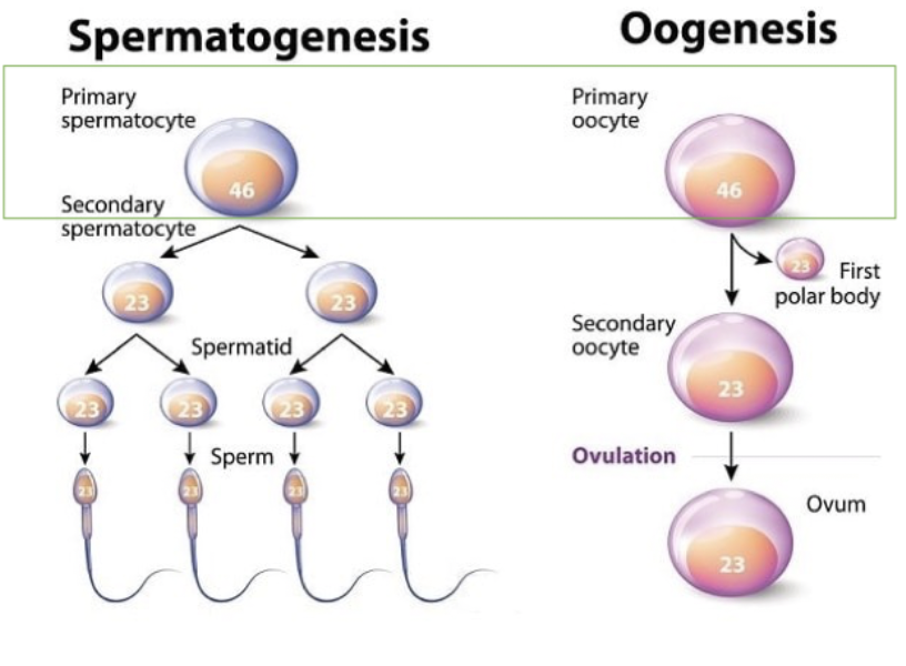 <p>Meiosis: Specialised cell division that produces halpoid gametes</p><ul><li><p><span>Each gamete (sperm and egg) must be haploid to ensure the zygote is diploid</span></p></li><li><p><span>Differs between sexes</span></p></li></ul><p></p>