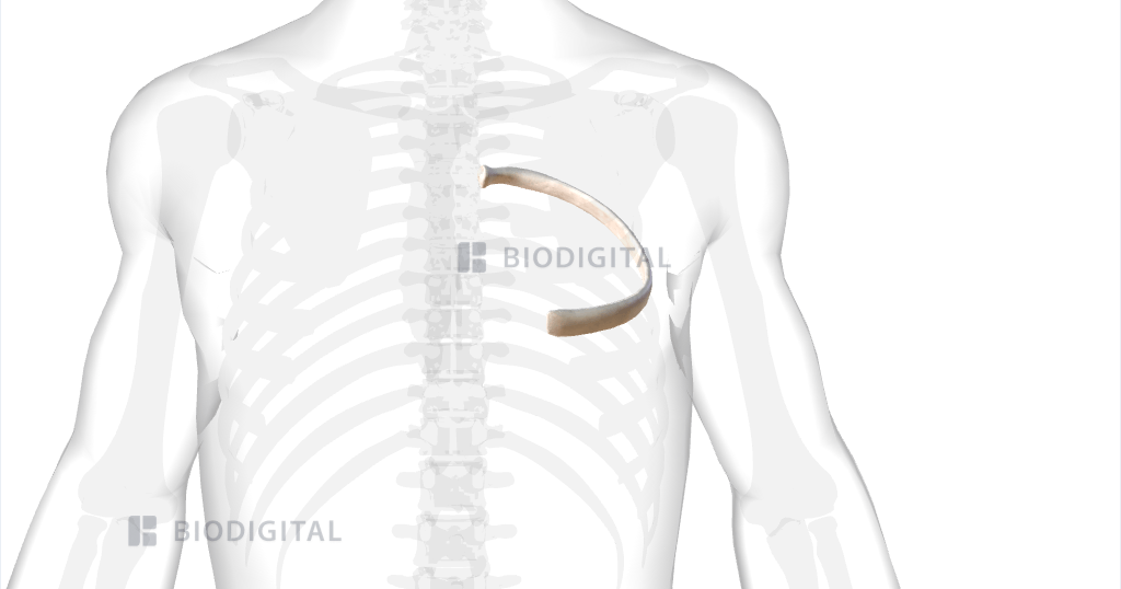 <p>Identify bony landmarks of this rib</p>
