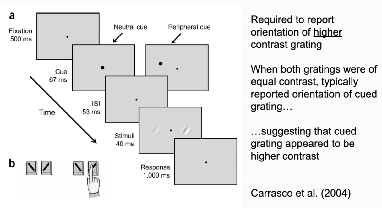 <p>Carrasco et al. (2004)</p><ul><li><p>attention makes perception more vivid - appearance of stim. changes</p></li><li><p>makes objects appear to have higher contrast</p></li></ul><p></p>