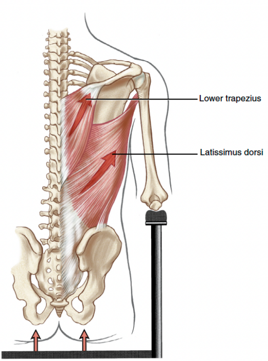 <p>arm is fixed in place (usually hand), axial skeleton (trunk) moves</p><p>ex) push ups or pull ups</p>