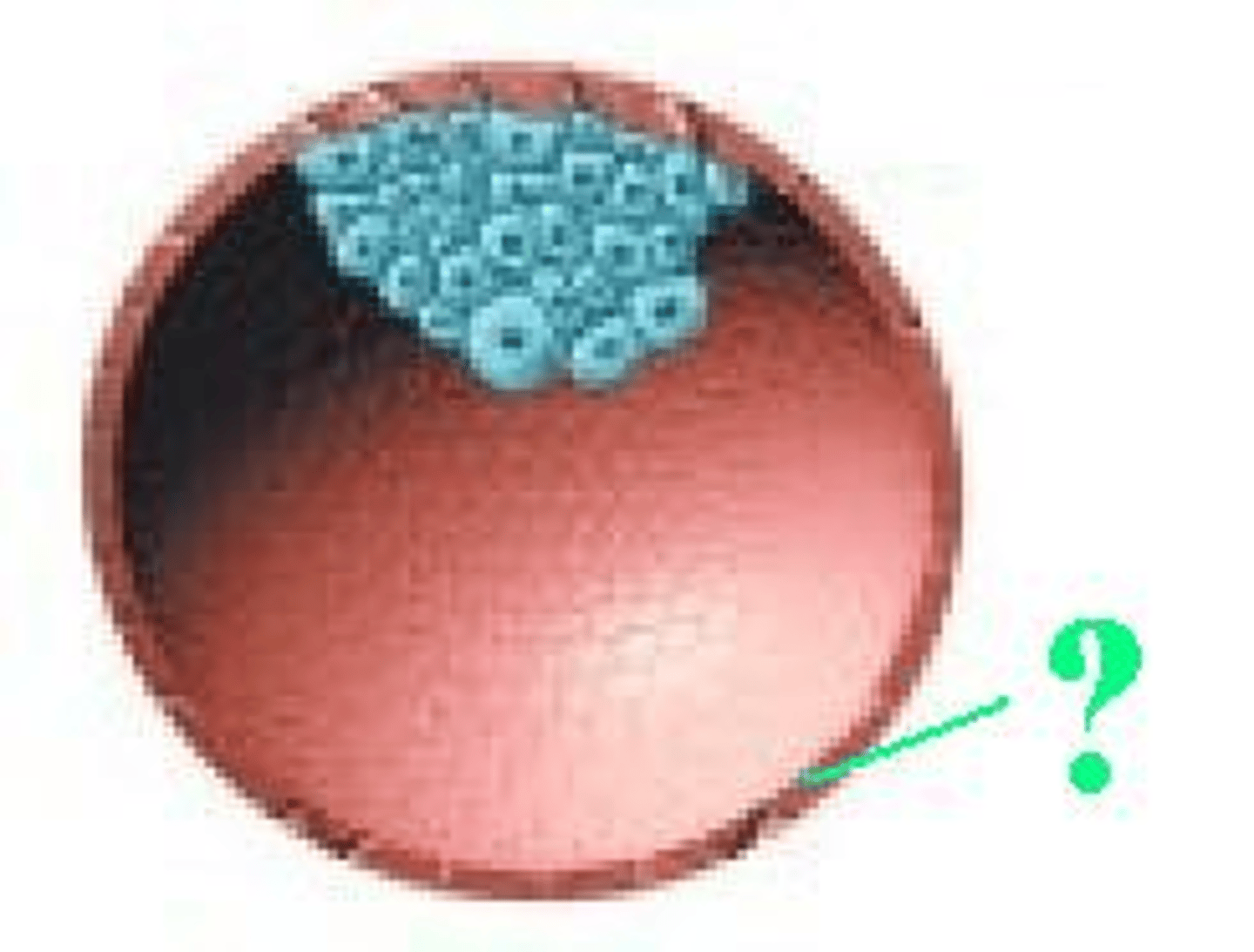 <p>Outer cell layer of the blastocyst that contributes to placenta formation.</p>