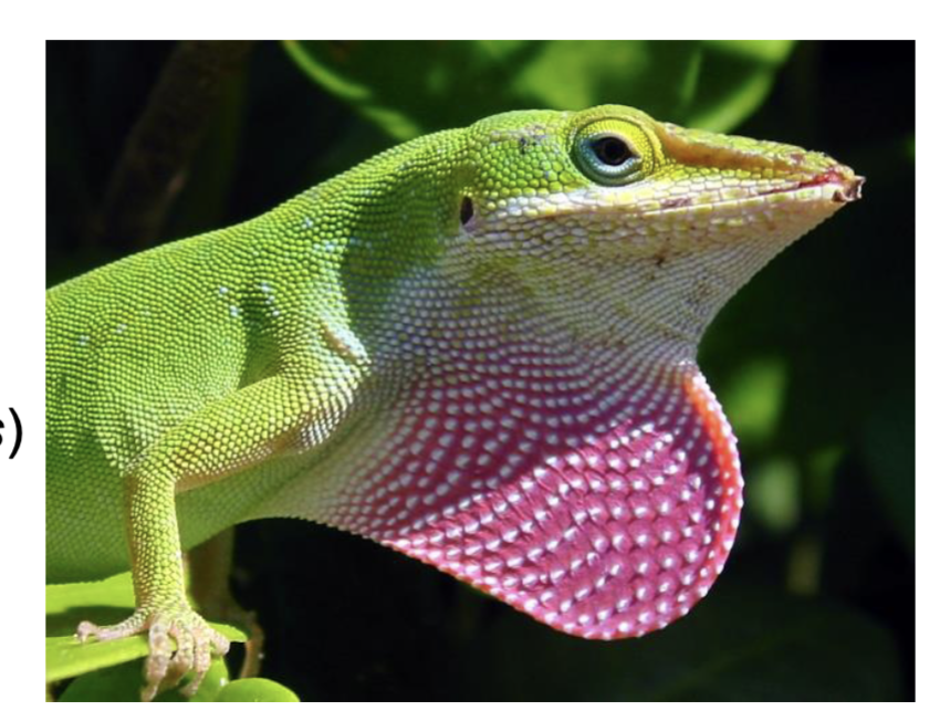 <p>Member of Iguania </p><p><span style="background-color: transparent;">1 genus, 440 species </span></p><p><span style="background-color: transparent;">Common arboreal lizards in southeast US and New World tropics </span></p><p><span style="background-color: transparent;">Amazing example of an adaptive radiation </span></p><p><span style="background-color: transparent;">Small clutch size </span></p><p><span style="background-color: transparent;">Bright throat flap called a dewlap used for communication </span></p>