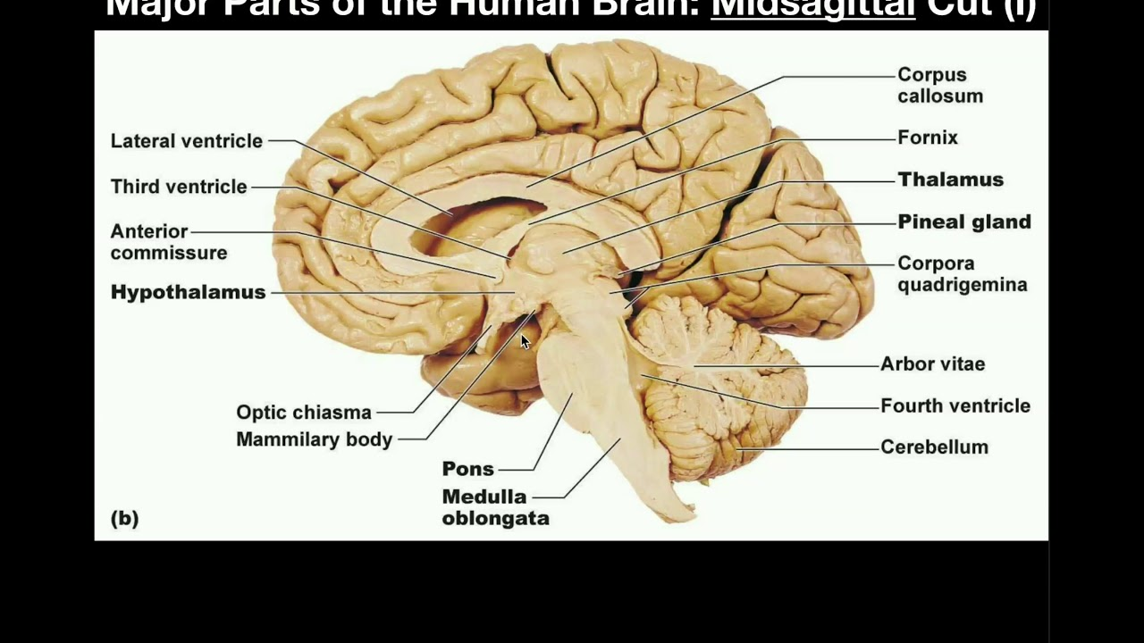 <p><span><em>A mid‑sagittal cut reveals the key midline deep structures:</em></span></p><ul><li><p><span>Corpus callosum (all four parts)</span></p></li><li><p><span>Thalamus</span></p></li><li><p><span>Hypothalamus</span></p></li><li><p><span>Infundibular stalk (to the pituitary)</span></p></li><li><p><span>Optic chiasm</span></p></li><li><p><span>Mammillary bodies</span></p></li><li><p><span>Pineal gland (epithalamus)</span></p></li></ul><p></p>