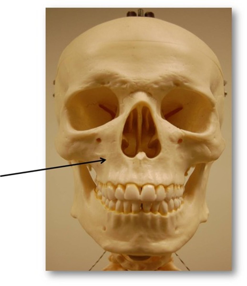 <p>ID bone indicated by arrow</p>