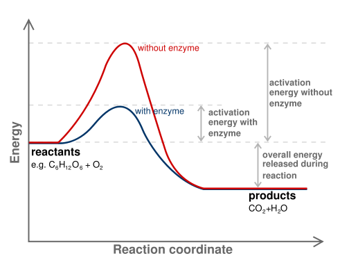 <p>Protein that lowers activation energy in chemical reactions. Ends in -ase</p>