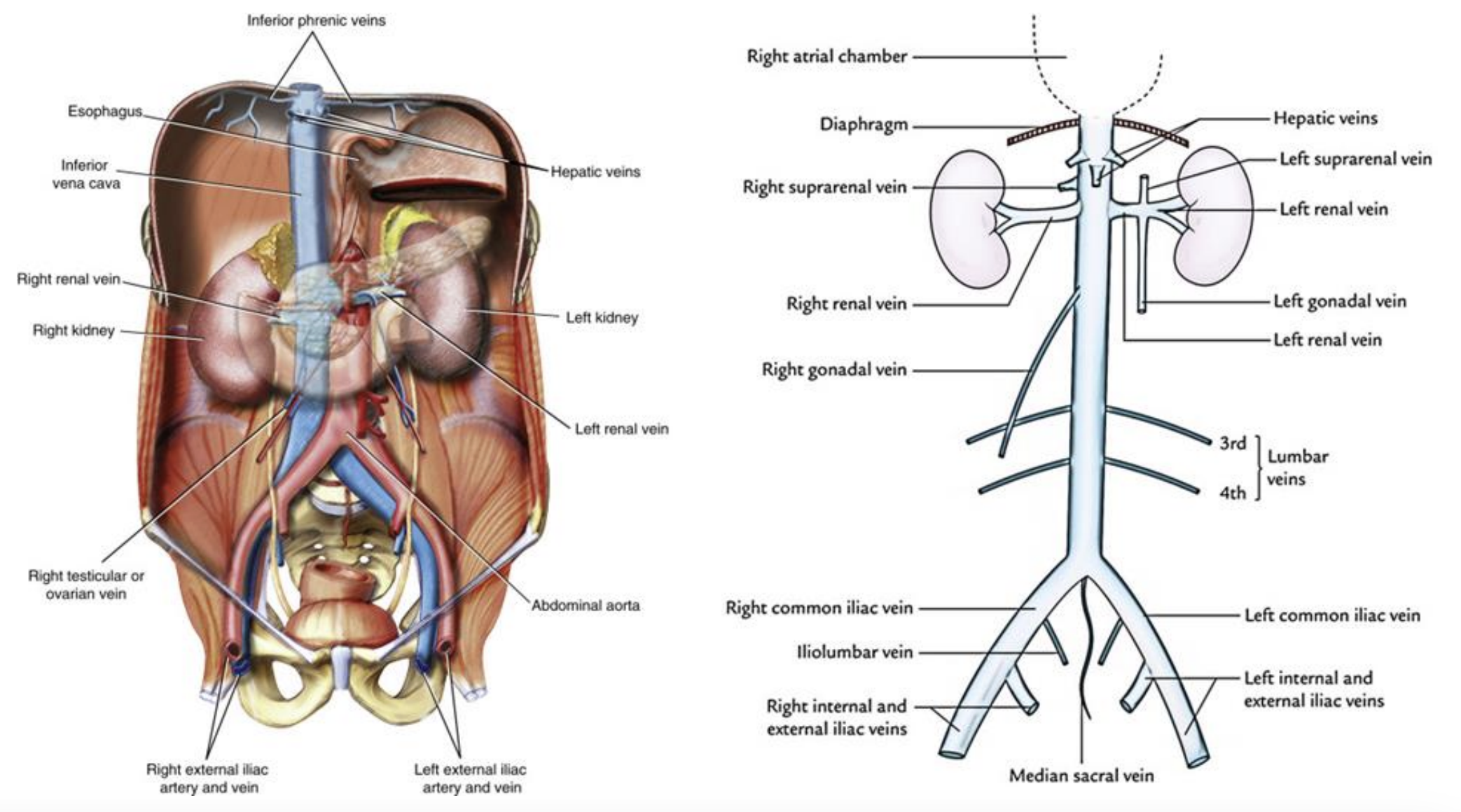 <p><strong>Inferior Vena Cava (IVC) </strong></p><p>Runs to: Right atrium of the heart</p><p></p><p><strong>Hepatic Veins </strong></p><p>Runs to: IVC</p><p></p><p><strong>Renal Veins </strong></p><p>Runs to: IVC</p><p></p><p><strong>Common Iliac Veins</strong></p><p>Runs to: IVC (Converge to create IVC)</p>