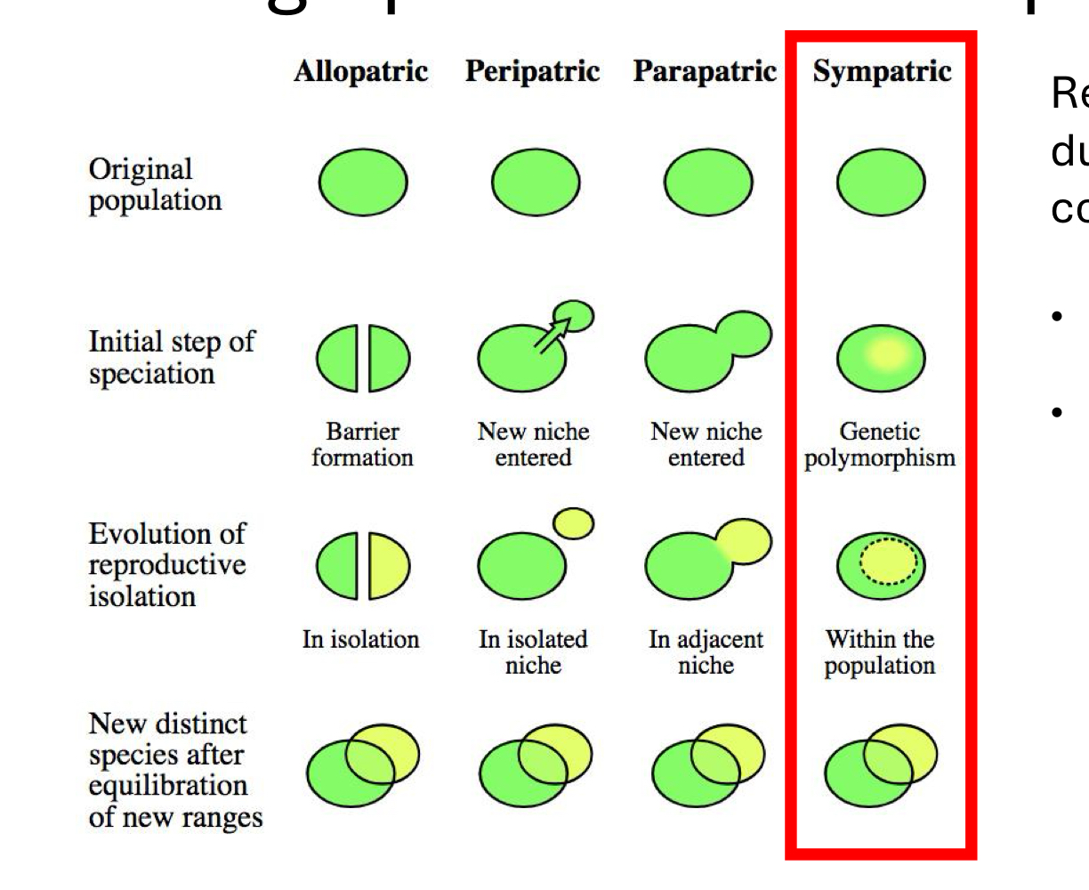 <p>Reproductive isolation in sympatry due to adaptation to contrasting conditions.</p><p>• Can occur if a trait simultaneously affects adaptation and mate preference</p><p>• These traits are called “magic traits”</p>