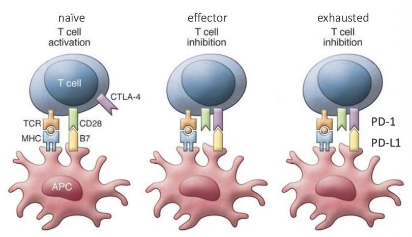 <ul><li><p><em>T-cell inhibition to maintain a balance in activation and inhibition of T-cells to ensure controlled immunity</em></p></li><li><p><em>The checkpoints are CTLA-4 and PD-1 </em></p></li><li><p><em>Activated when T-cell exhausted or pathogen load drops</em></p></li></ul><p></p>