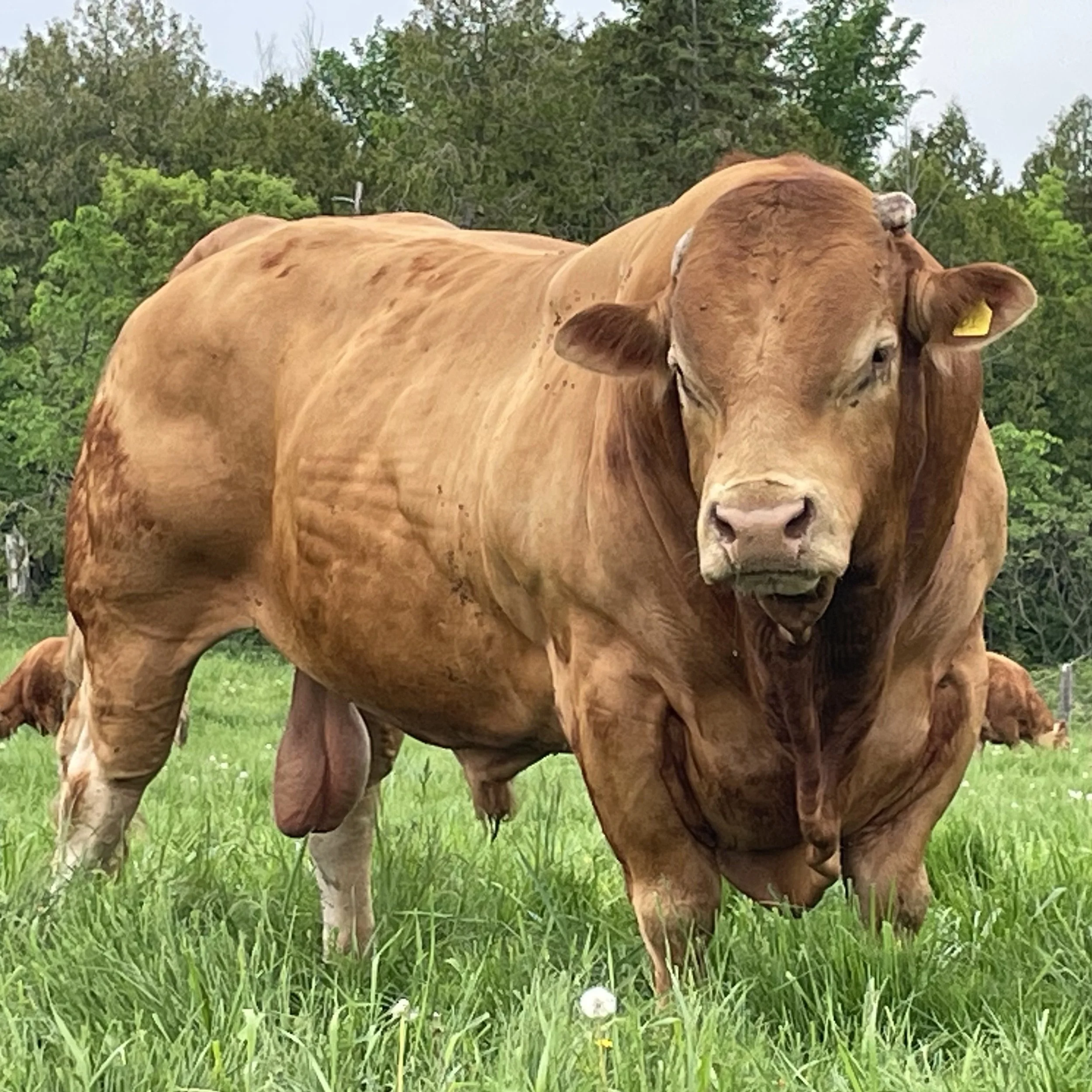 <p>What is the name of this breed?</p>