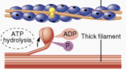 <p>Second Step of the Sliding Filament Theory </p>