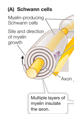 <p>schwann cells wrap around the axons for the peripheral nerves. it prevents the electric current from leaking out of the axon</p>