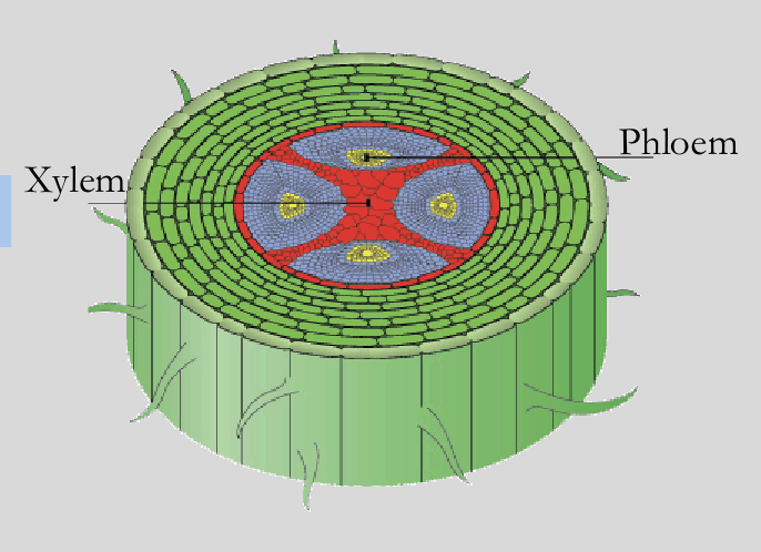 <p>in vascular tissue system. <span>Plant tissue that transports water and minerals, typically from roots to leaves</span></p>
