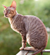 <p>welk type kat is dit</p>