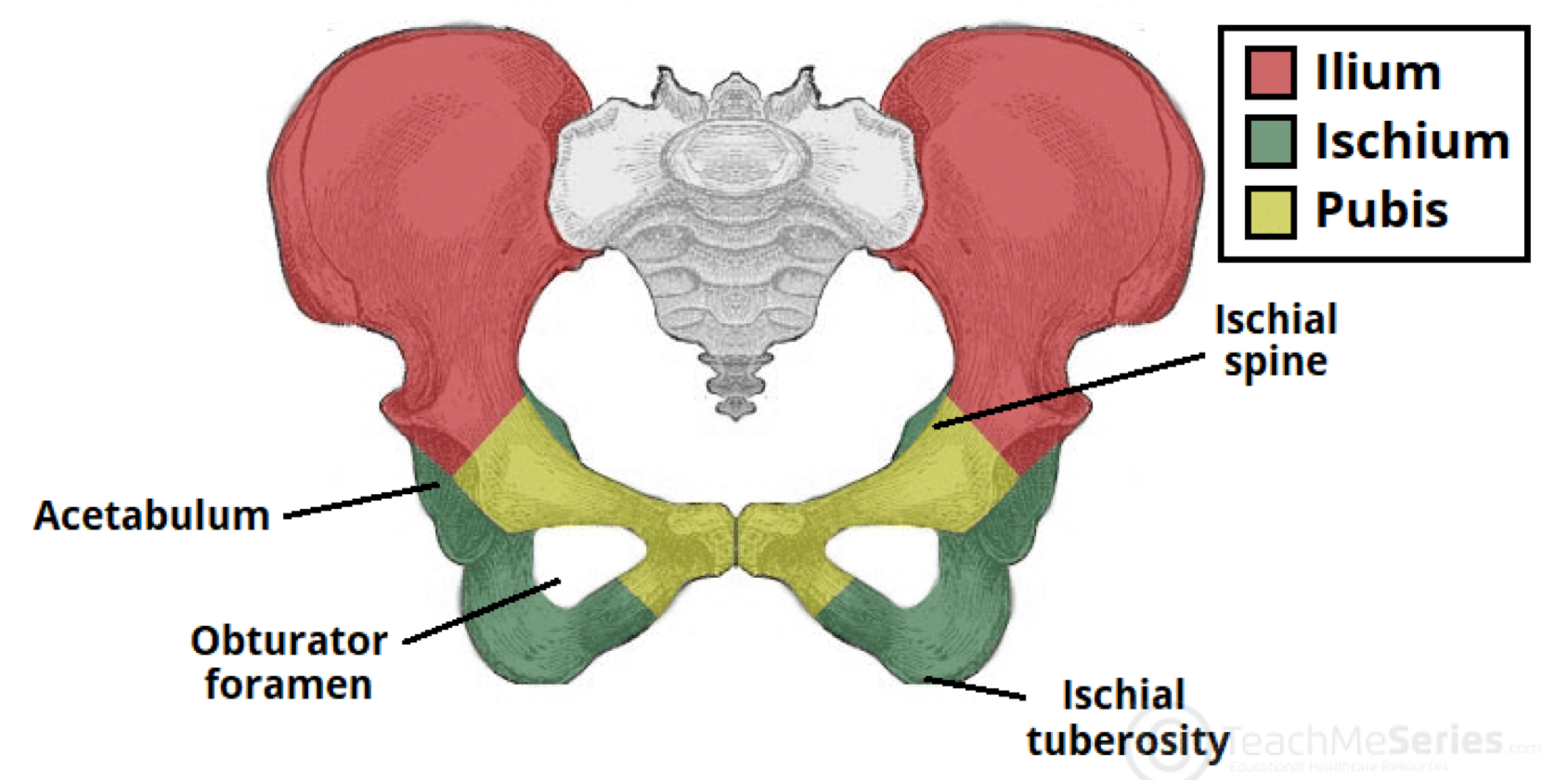 <p>The obturator foramen allows passage of nerves and blood vessels to the lower limb.</p>
