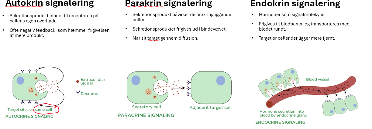 <p>Parakrin signalering.</p>