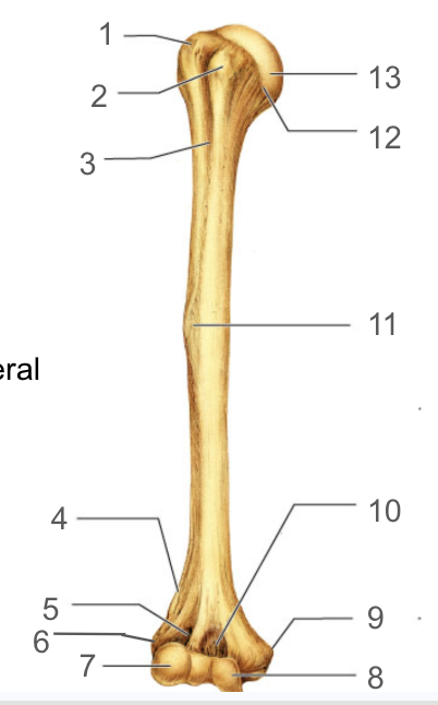 <p>What is number 9 (anterior)?</p>