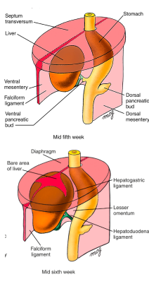 <ol><li><p>The hepatic diverticulum arises as a ventral endodermal outgrowth from caudal part of the foregut (future duodenum)</p></li><li><p>All gut tube endoderm has the potential to form liver cells but this is repressed by inhibitors secreted by mesoderm, ectoderm, and the notochord</p></li><li><p>Liver development begins in the septum transversum due to signalling pathways between septum transversum &amp; cardiac mesoderm</p></li><li><p>Liver cells colonise the septum transversum</p></li><li><p>Subsequent growth causes the liver to bulge caudally into the abdominal cavity</p></li><li><p>Liver develops within ventral mesentery</p></li><li><p>As the liver grows, the ventral mesentery becomes membranous and divided into 2 parts: Falciform ligament and Lesser omentum</p></li><li><p>Mesoderm on the liver’s surface differentiates into visceral peritoneum</p></li><li><p>As the liver grows the cranial surface of the liver comes in contact with the diaphragm</p></li><li><p>This results in a bare area between the liver and diaphragm where there is no peritoneum </p></li><li><p>At the borders of the bare area the peritoneum folds from diaphragm to liver that creates the ventral and dorsal coronary ligaments (peritoneal reflections)</p></li><li><p>These meet on the right and left sides of the bare area to form the triangular ligaments</p></li></ol><p></p>