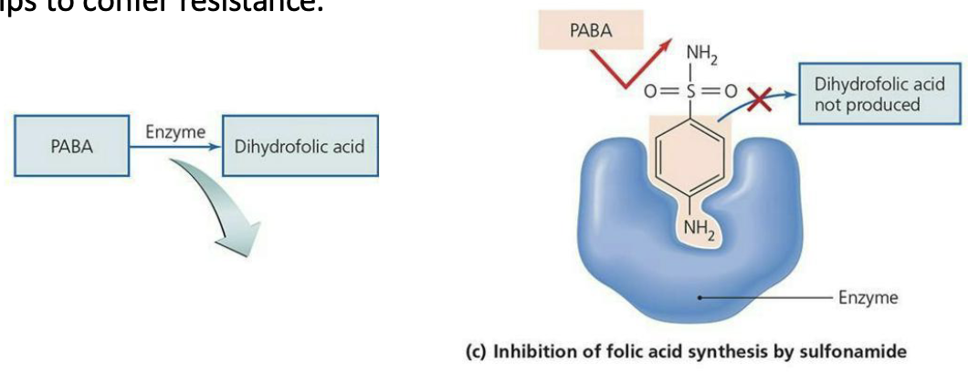 <p>Resistance to <strong>sulfonamides</strong></p><ul><li><p>Mainly occurs through alterations to the enzyme dihydropteroate synthetase.</p></li><li><p>This enzyme is inhibited by sulfonamides that act as a competitive inhibitor against the usual substrate, PABA.</p></li><li><p>Modifying the active site to reject the drug (but still accept the normal substrate) helps to confer resistance.</p></li></ul><p></p>