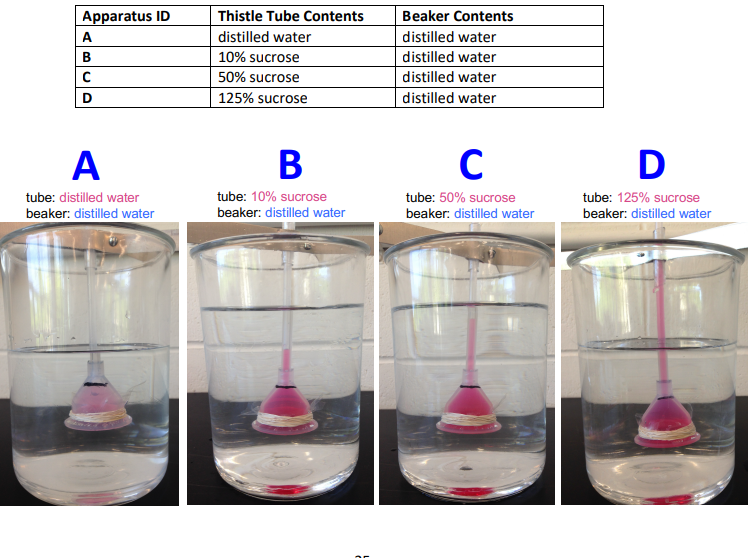 <p>How did the osmotic pressure of the beaker compare to the tube in each case?</p>