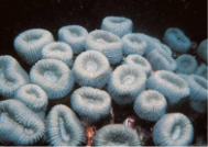 <p>what corallite morphology</p>