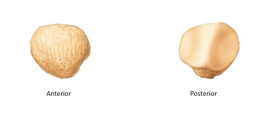 <p>Name this bone</p>