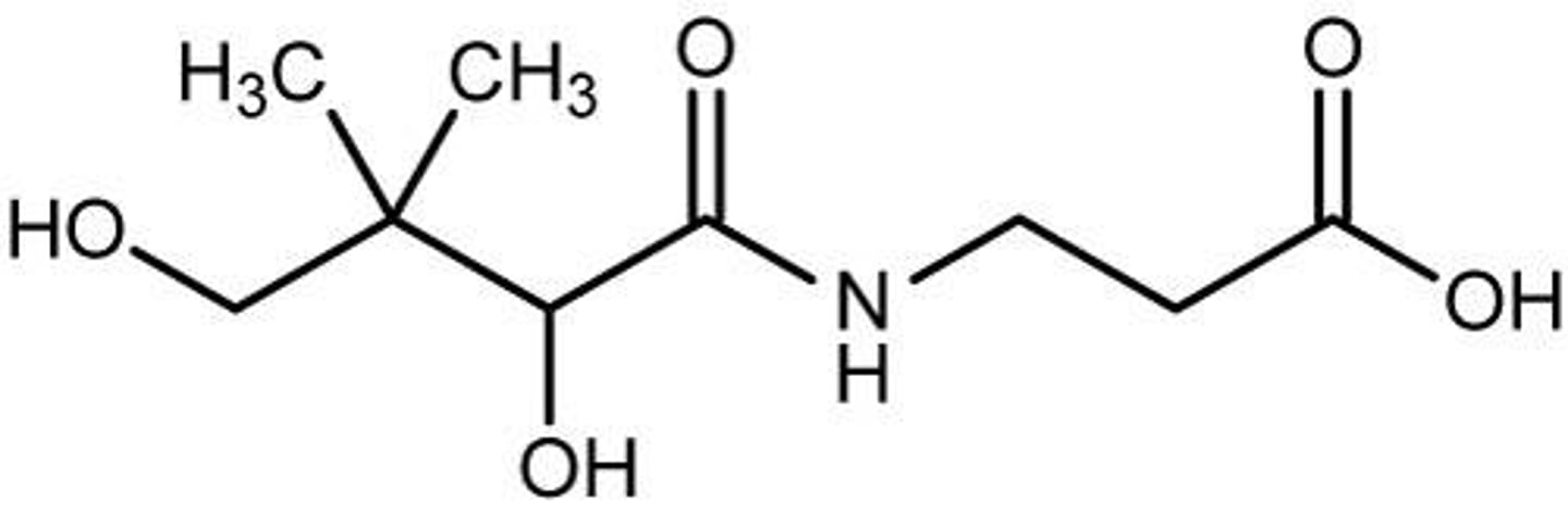 <p>Crucial for synthesizing coenzyme A.</p>