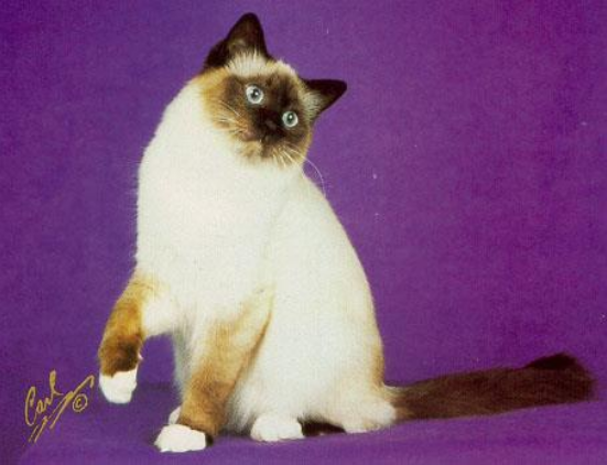 <p>Siamese like color Persian like coat *Always has White Mittens</p>