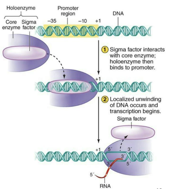 <ul><li><p>In bacteria <strong><em>sigma factors</em></strong> direct the core RNA polymerase to the promoter</p></li><li><p>Only one RNA pol in bacteria</p></li><li><p>Different sigma factors can direct RNA pol to a different set of genes that are co-regulated (heat stress genes for example)</p></li></ul><p><em>**Memorize image and steps</em></p>